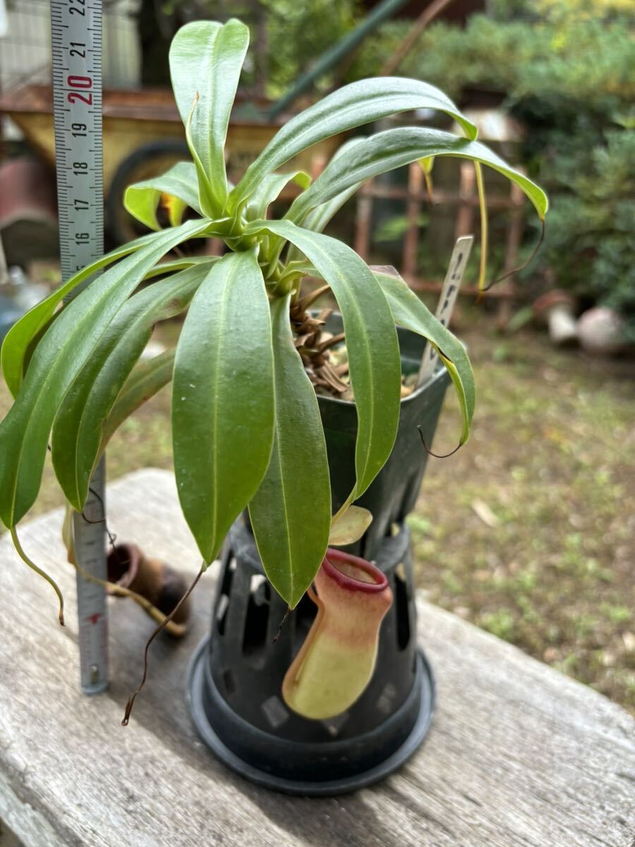 Nepenthes ventricosa alba Nepenthes vent Ricoh sa Alba meal insect plant 