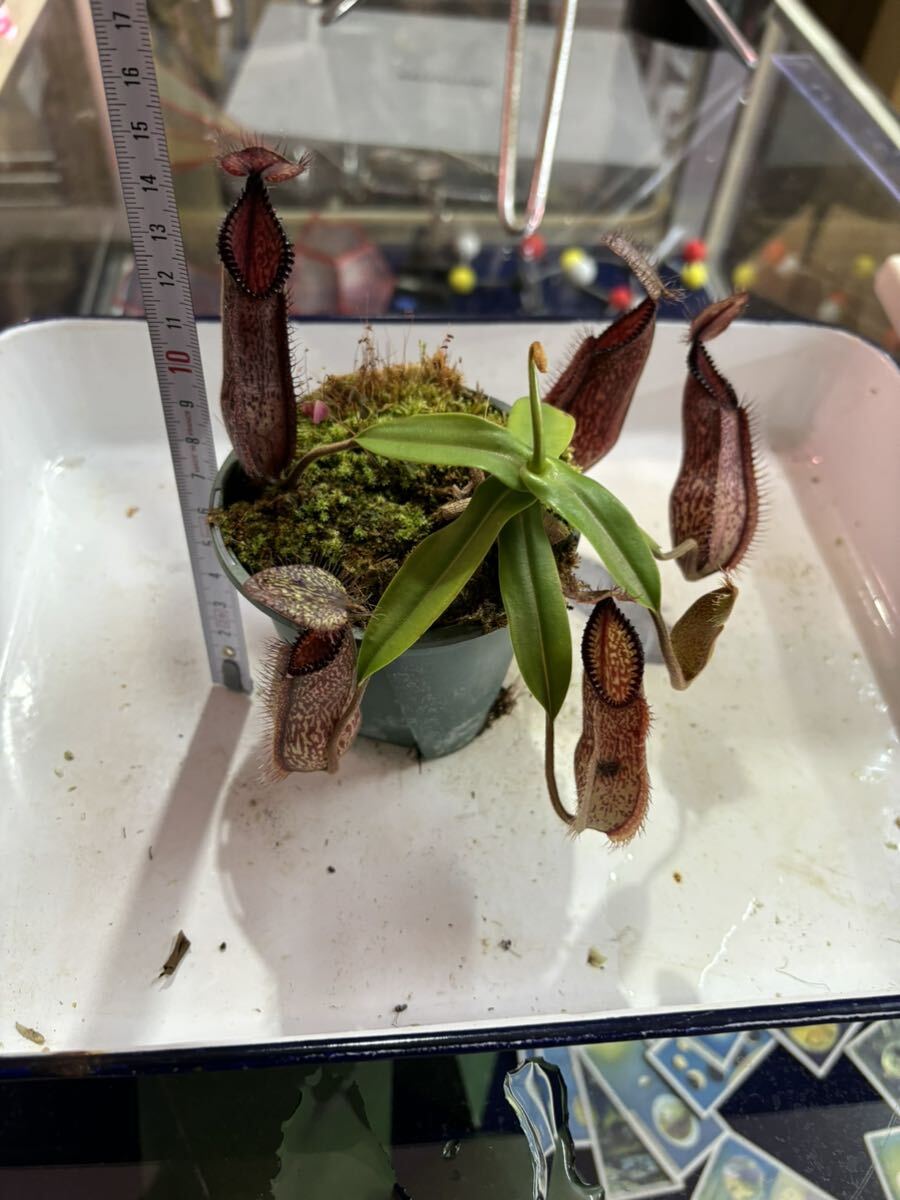 Nepenthes hamata ネペンテス　ハマタ　食虫植物_画像4