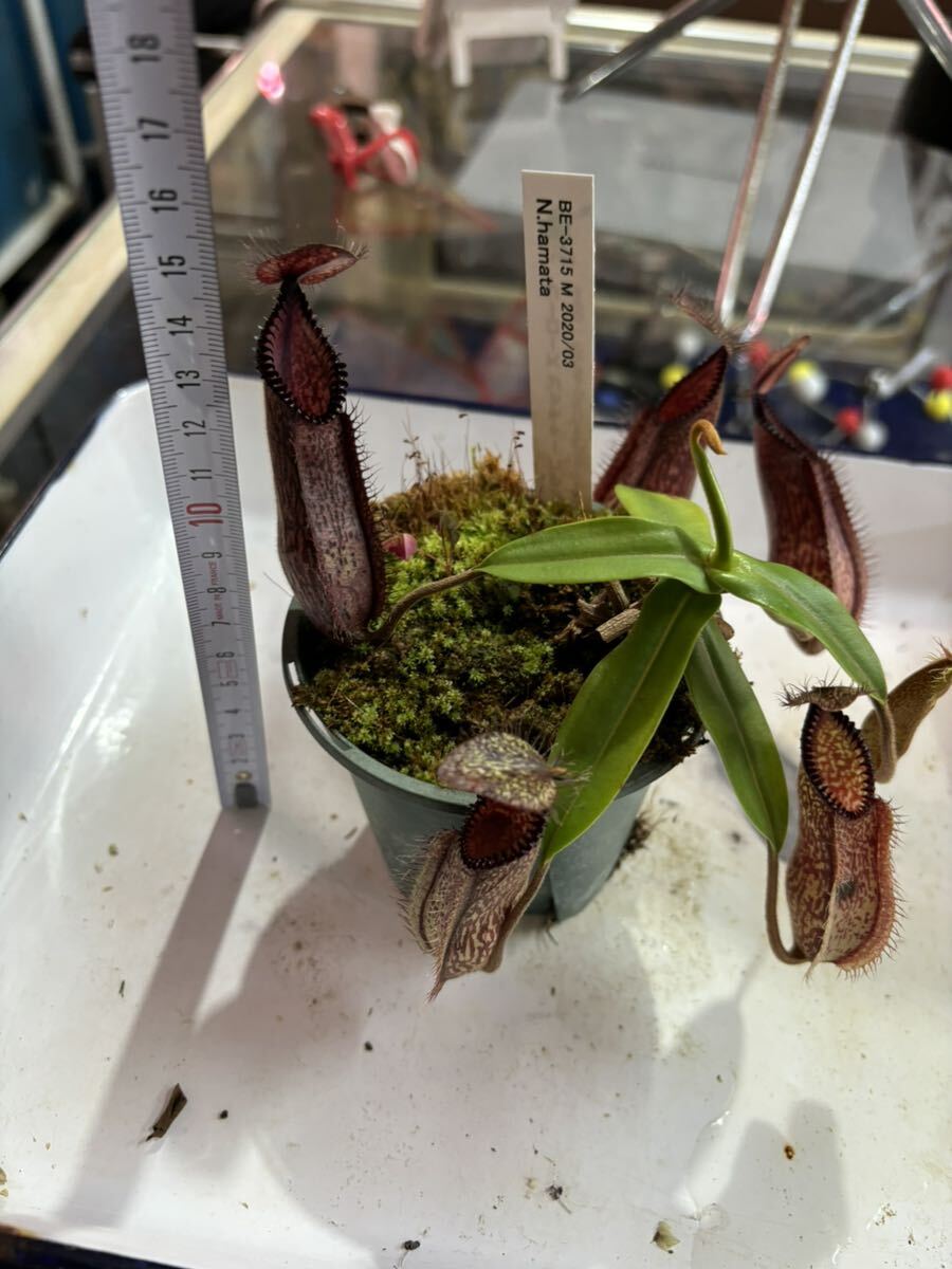 Nepenthes hamata ネペンテス　ハマタ　食虫植物_画像1
