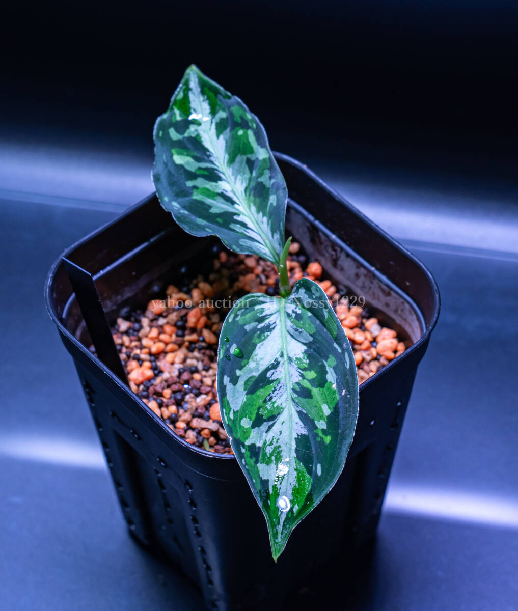 [1 jpy start ] aglaonema pictum ~Laplace~UC from sibolga timur [AZ0213-5c] box individual UGG laonemapik Tamura plus 