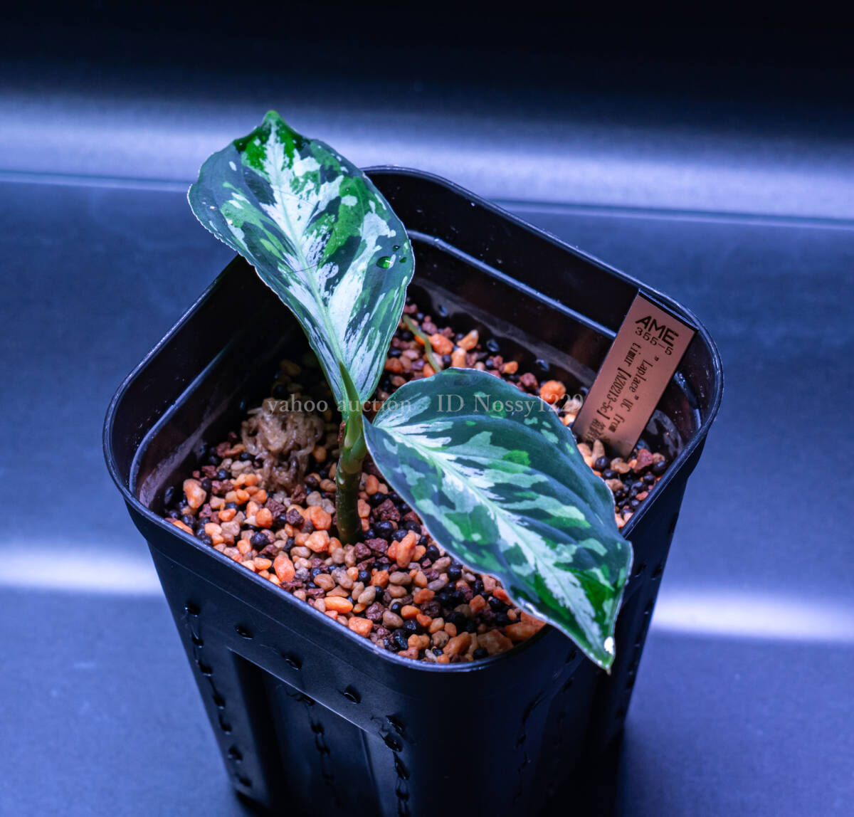 [1 jpy start ] aglaonema pictum ~Laplace~UC from sibolga timur [AZ0213-5c] box individual UGG laonemapik Tamura plus 