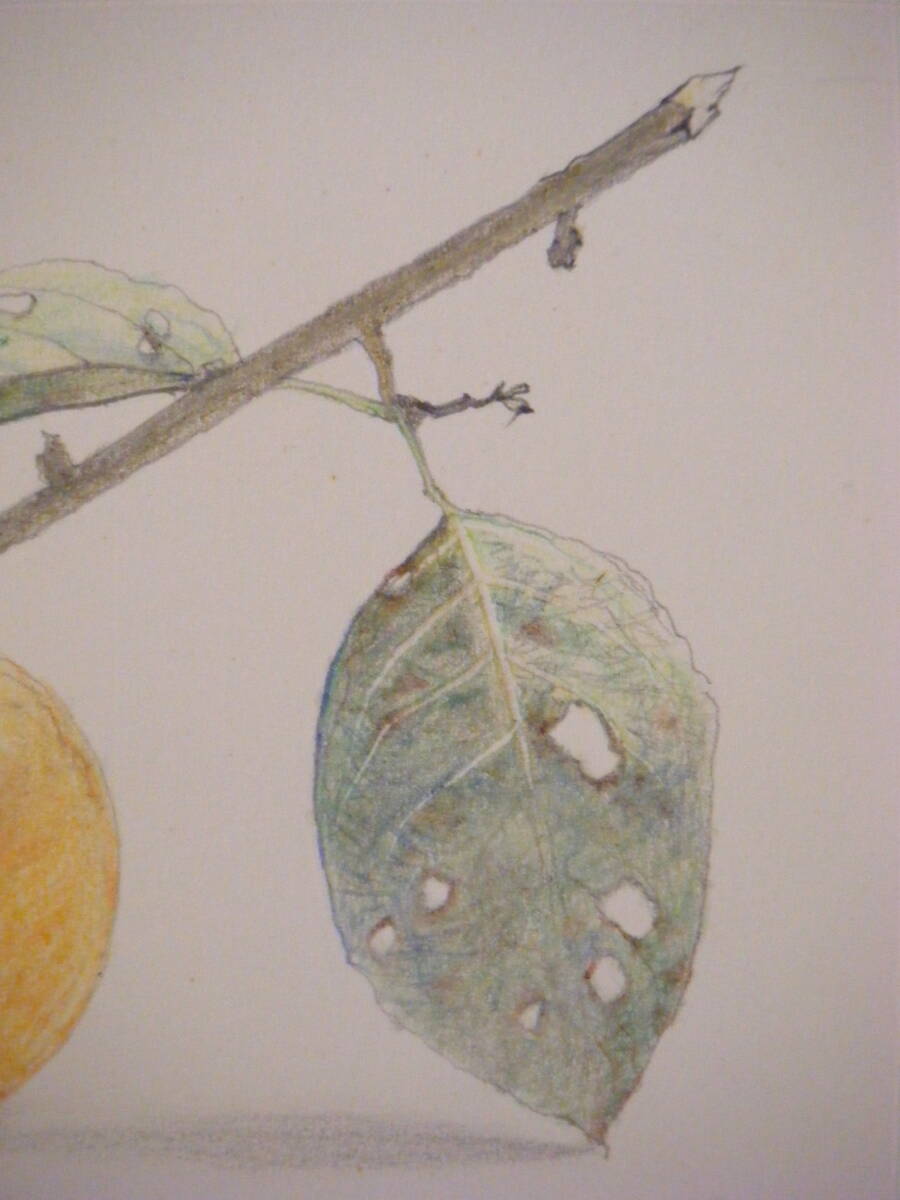 真作】絵画 村田伊佐夫 色鉛筆画 静物画 元三軌会評議員 精密 真作】絵画 村田伊佐夫 色鉛筆画 静物画 元三軌会評議員 精密