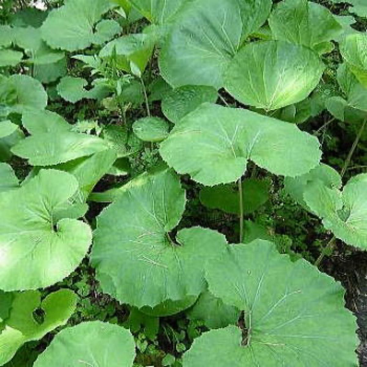 北海道産 天然 無農薬 山ふき 山ぶき 採れたて山菜 約800g