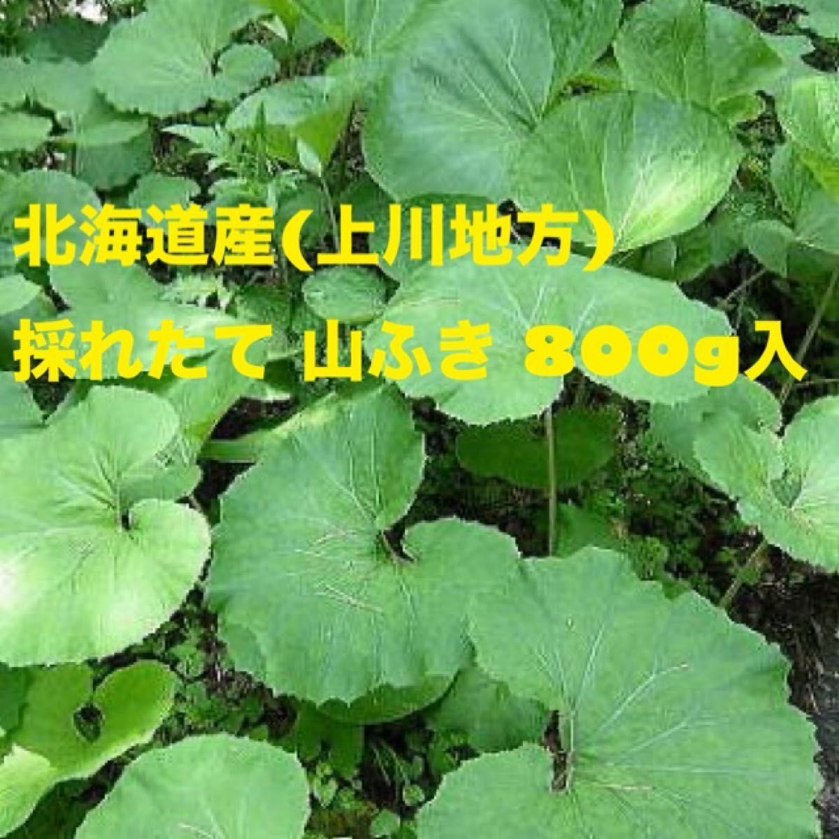 北海道産 天然 無農薬 山ふき 山ぶき 採れたて山菜 約800g