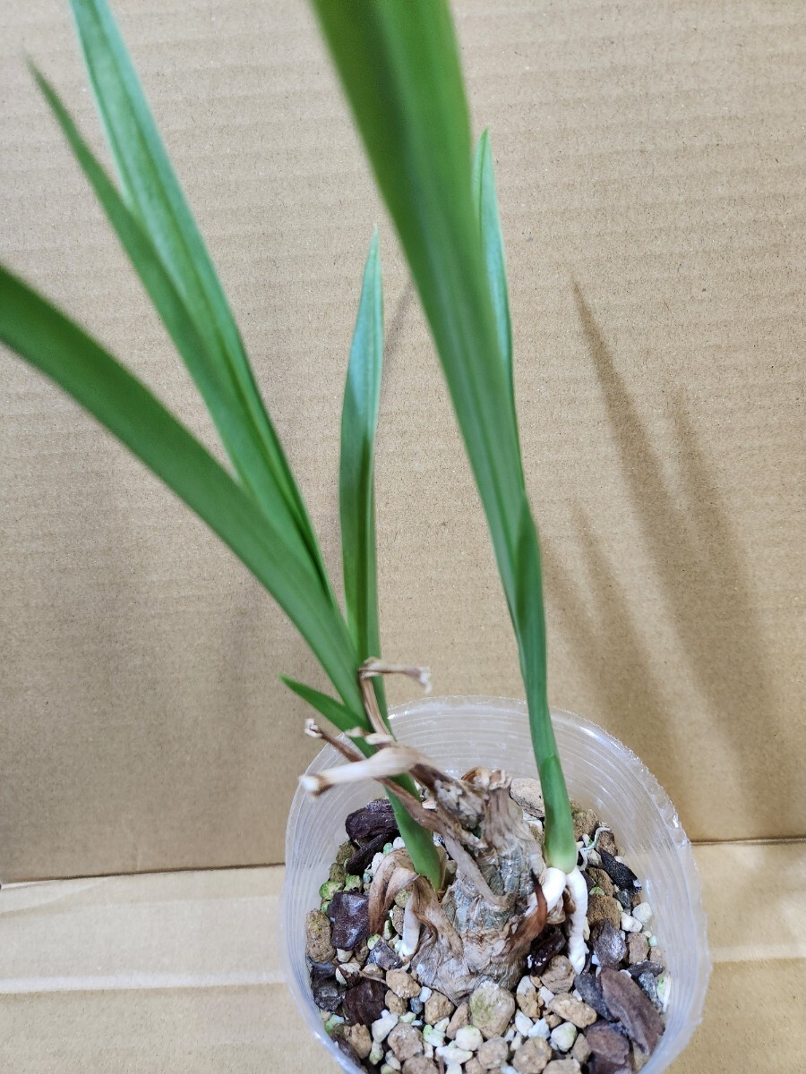 Eulophia andamanensis 洋蘭原種の画像3