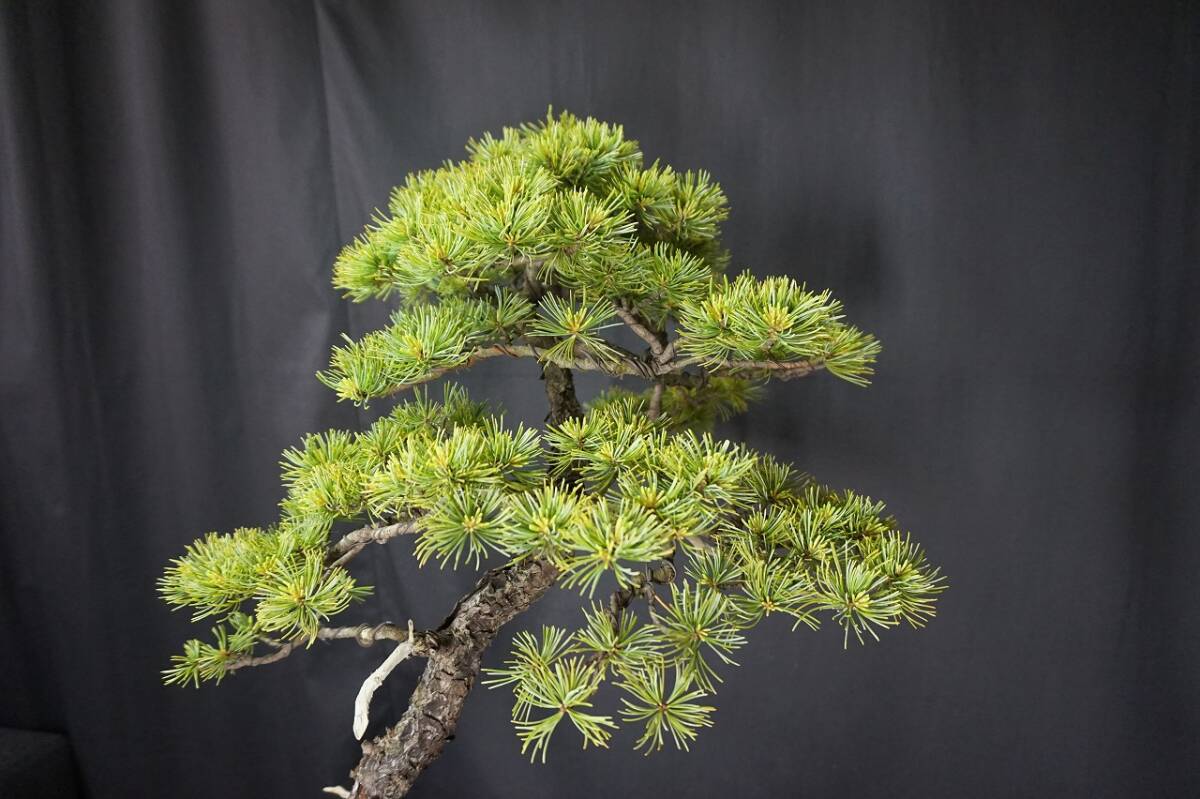 . leaf pine ( large goods ) (060519)