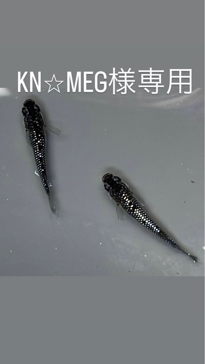 KN MEG様専用来光&クラウドグレーダイヤセット