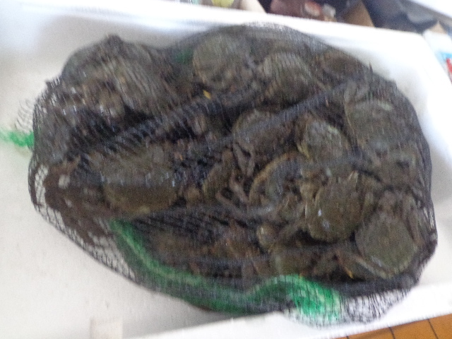  prompt decision!.mokzgani female 2 kilo!!! octopus fishing for bait also OK!!!