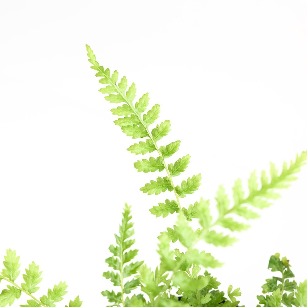 【観葉植物】 ディクソニア アンタルクティカ 画像の１ポット (管理記号B)_画像4