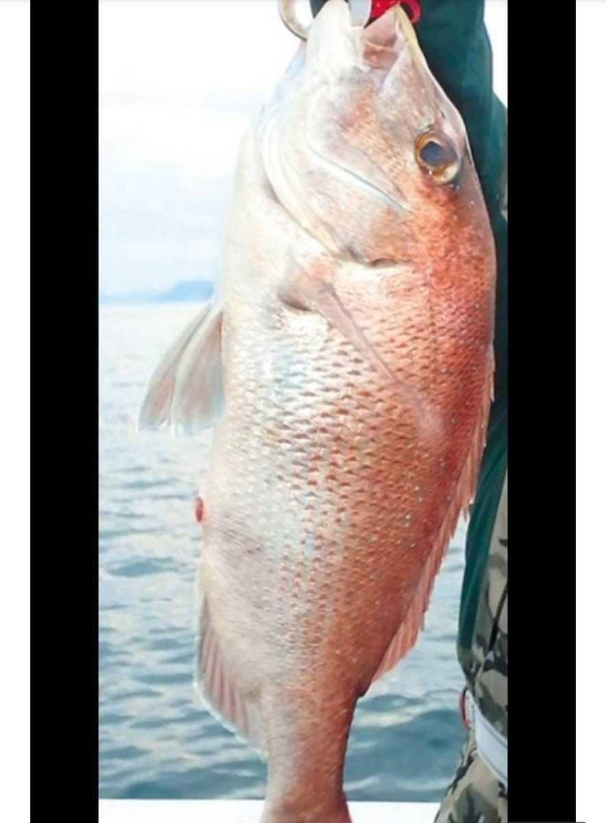 新発売 　260g1個 ニュー ブルーレインボー タングステンヘッド 鯛ラバ 安全の保護チューブ付き ジギング 最高品質 高含有量 キラキラeye_画像8