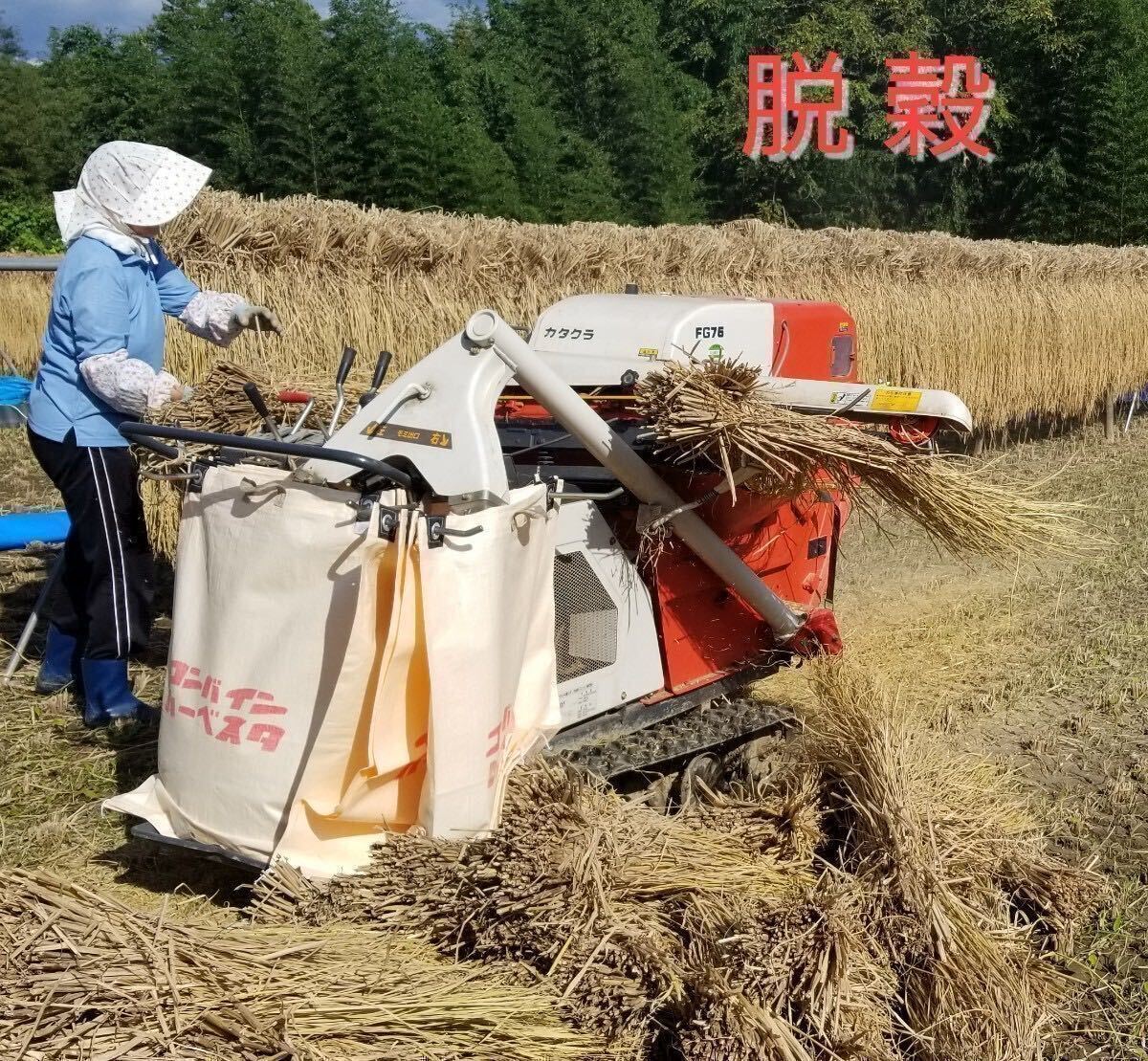 .5 год юг Shinshu производство. ... рис специальный культивирование рис [.. .. .] неочищенный рис 10Kg(. рис сервис )