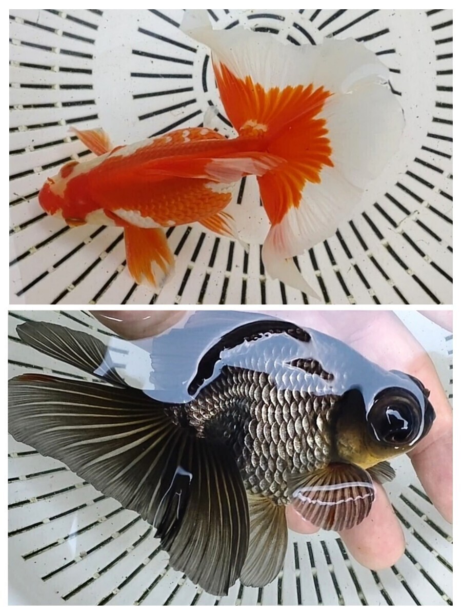 【よし蝶】トリカラー土佐錦　稚魚8匹（検索用　蝶尾　出目金　土佐金　金魚）_画像2