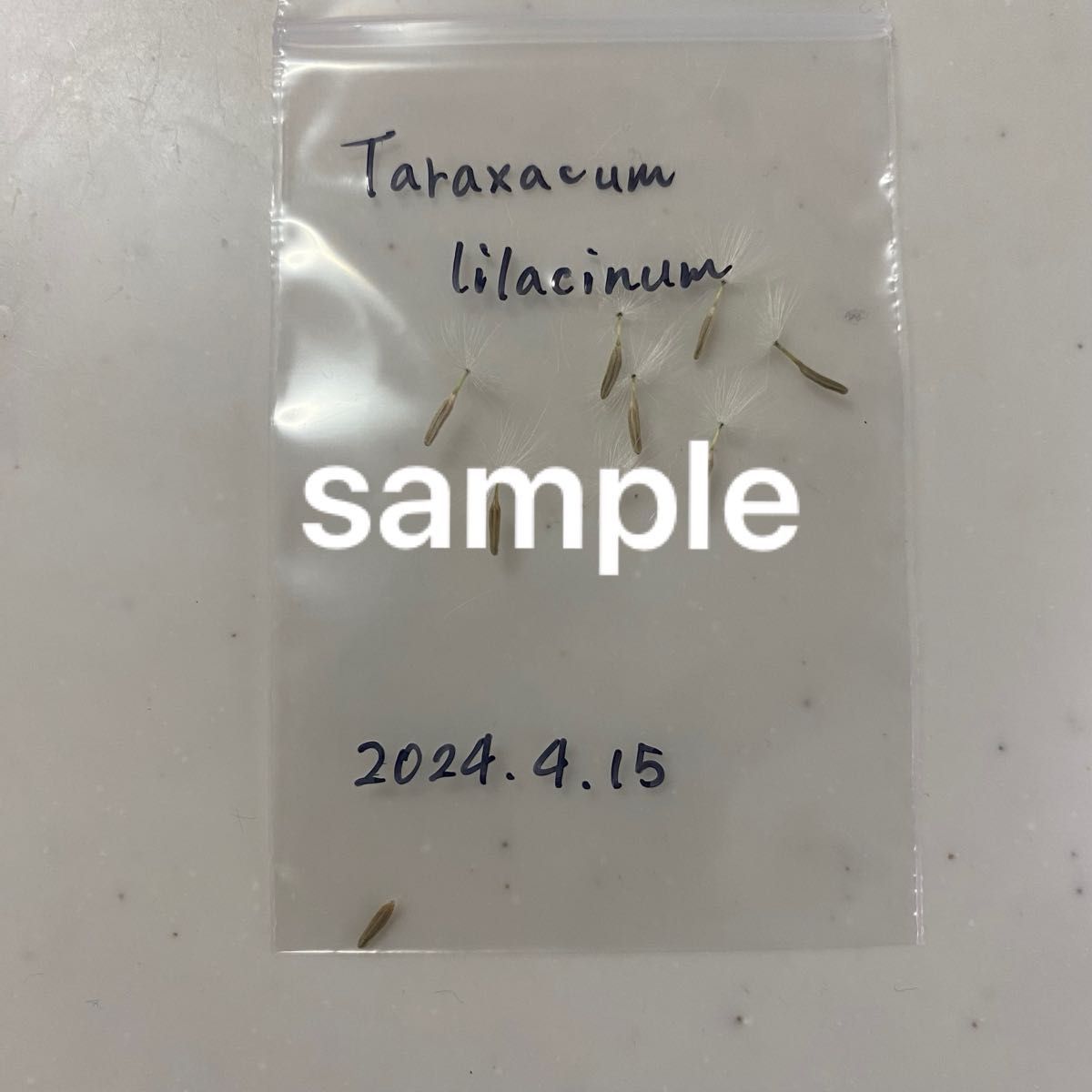 【種子】Taraxacum lilacinum ライラックたんぽぽ種子8粒