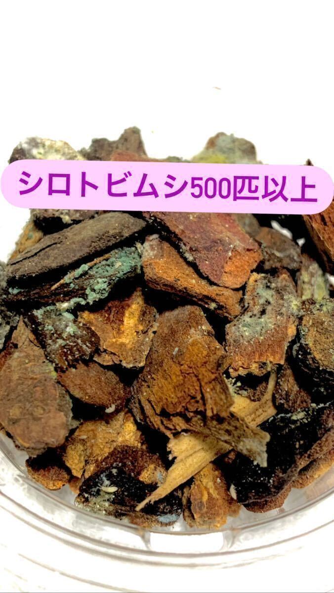 【死着補償有り】シロトビムシ500匹以上、上陸直後のカエルの餌などに。ヤドクガエル カエル 昆虫エサの画像1