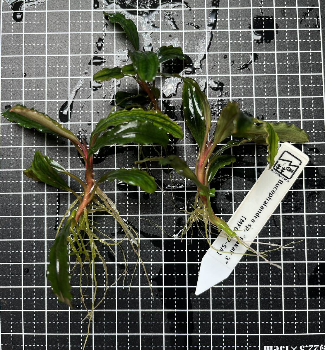 Bucephalandra sp. “Pakak 3” 【MF0417-5A】3株　ブセファランドラ MF便　水中葉_画像1