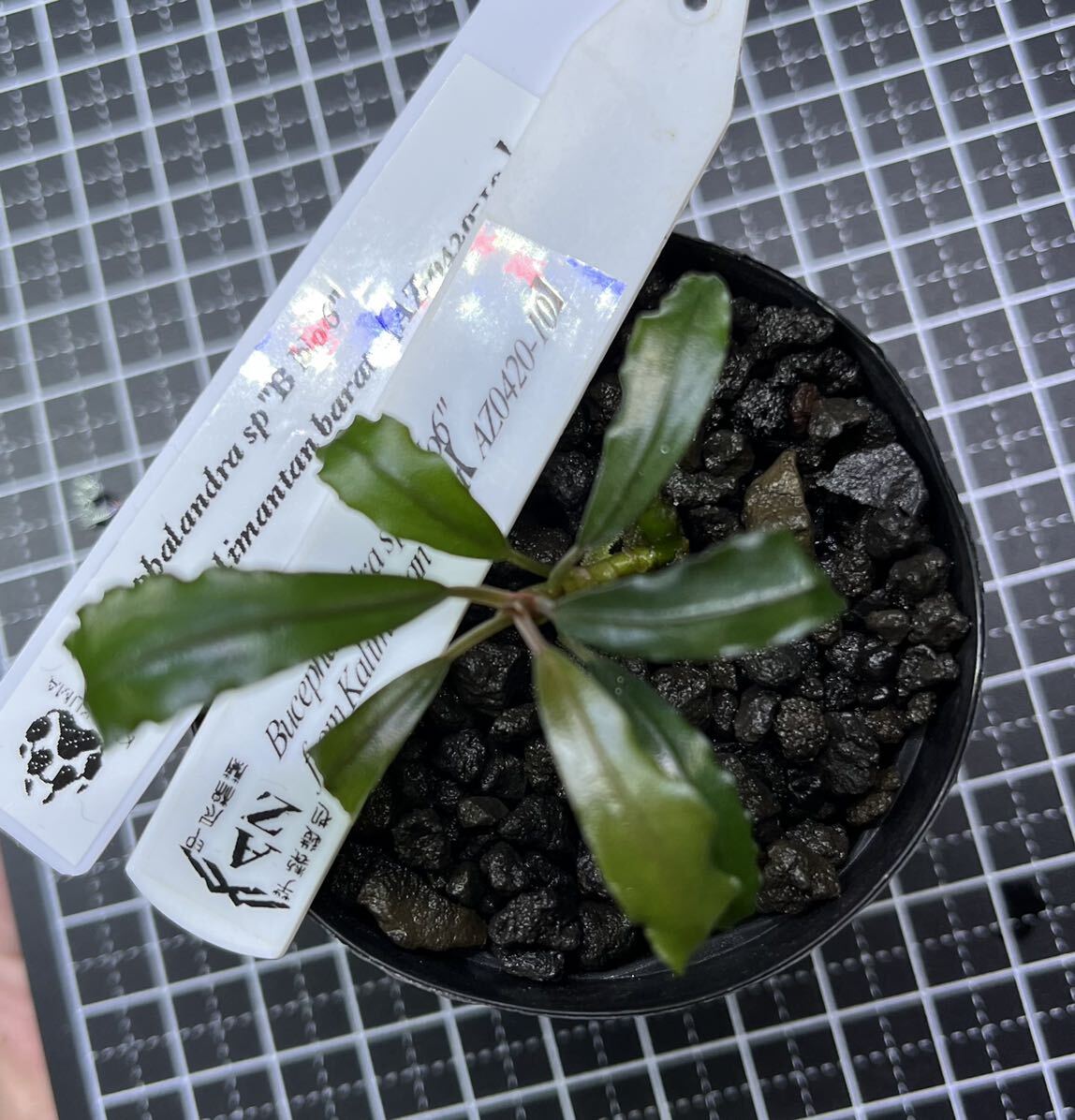 Bibian 比比昂- Bucephalandra spB No6from Kalimantan barat Bibian 比比昂- Bucephalandra spB No6from Kalimantan barat