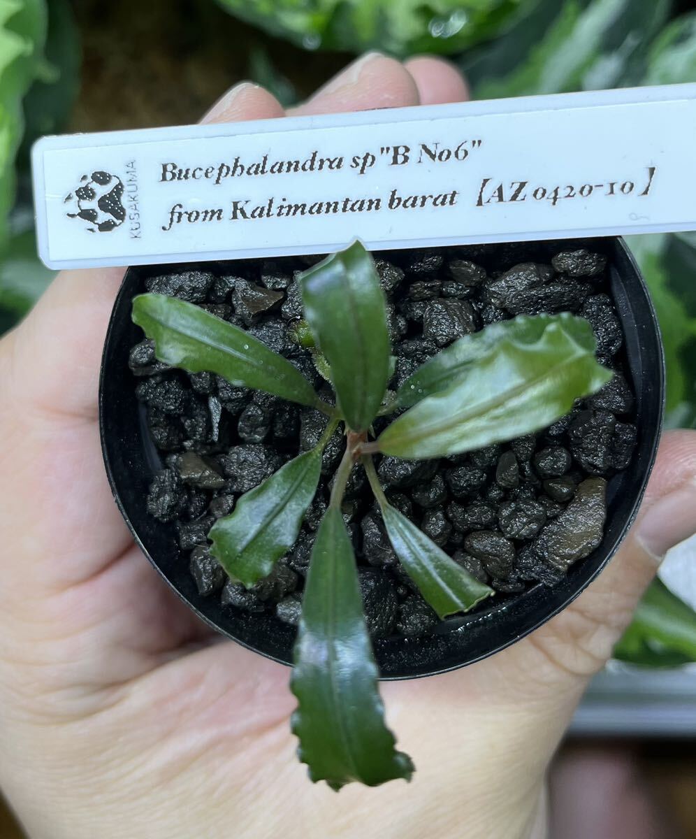 Bibian 比比昂- Bucephalandra spB No6from Kalimantan barat【AZ0420-10】1株ブセファランドラAZ便- Bibian 比比昂日本代標 Bibian 比比昂- Bucephalandra spB No6from Kalimantan barat【AZ0420-10】1株ブセファランドラAZ便- Bibian 比比昂日本代標