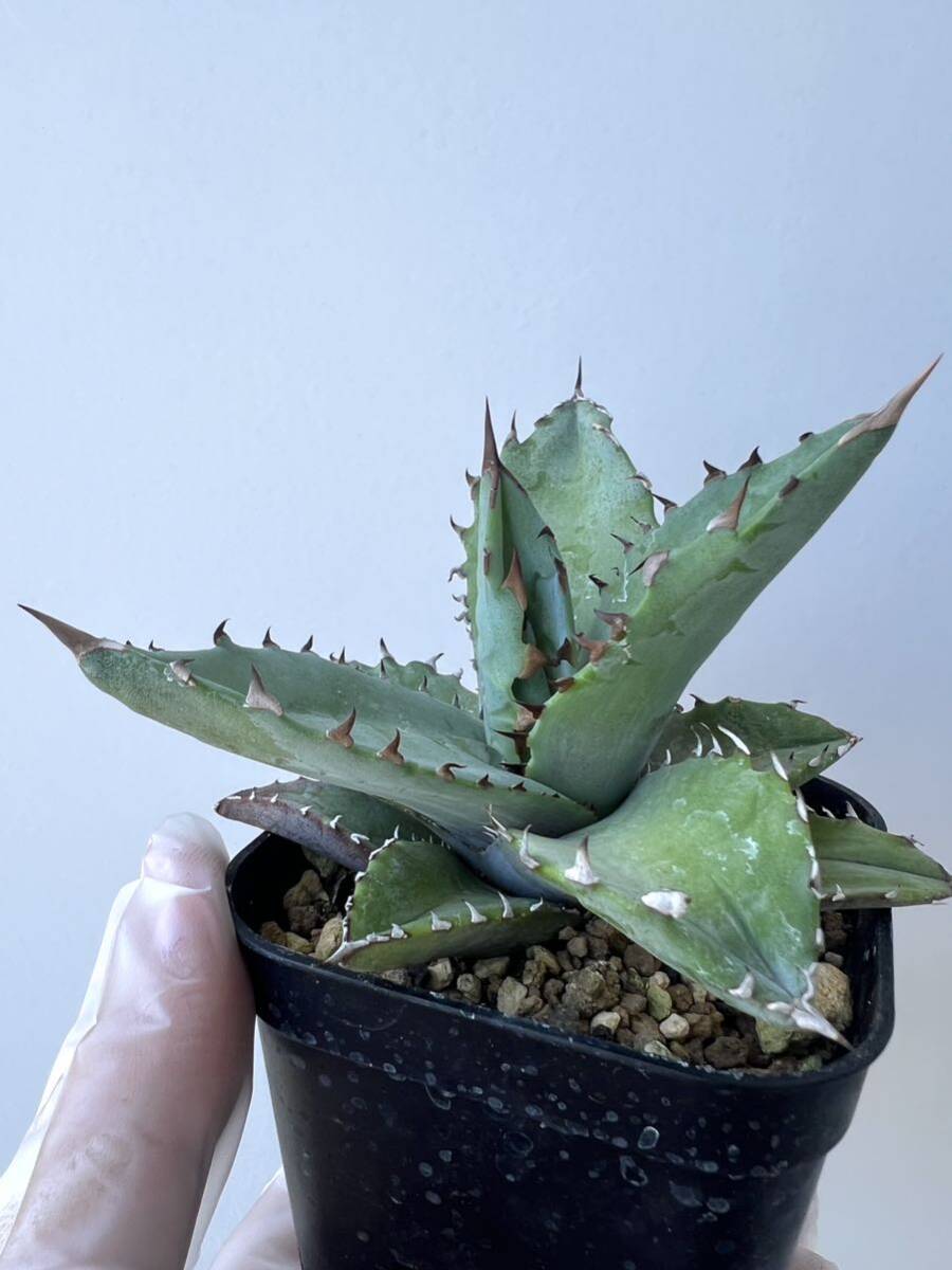 agave ( titanota x utahensis eborispina ) ハイブリッド アガベ チタノタ ユタエンシス エボリスピナ _画像2