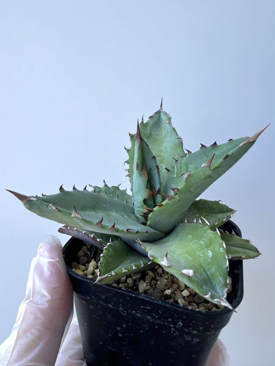 agave ( titanota x utahensis eborispina ) ハイブリッド アガベ チタノタ ユタエンシス エボリスピナ _画像1