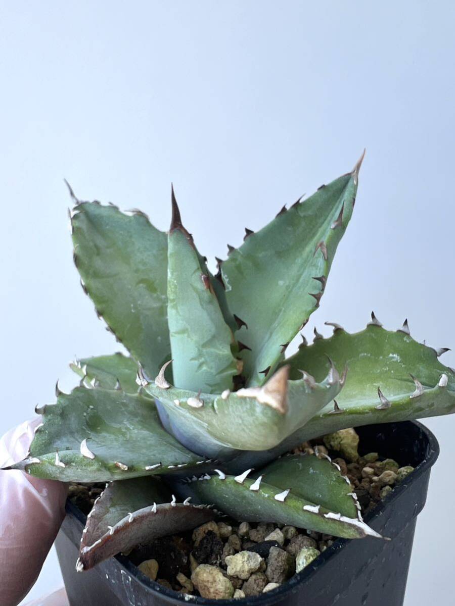 agave ( titanota x utahensis eborispina ) hybrid agave chitanotayutaensise Boris pina