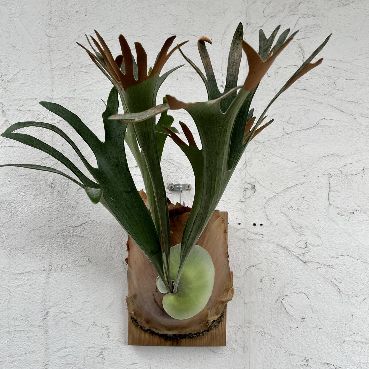 P. Blue Ribbon Sporelings Blue Ribbon spo a stock #BIKAKUSHIDA.COM# staghorn fern / Platycerium / decorative plant 