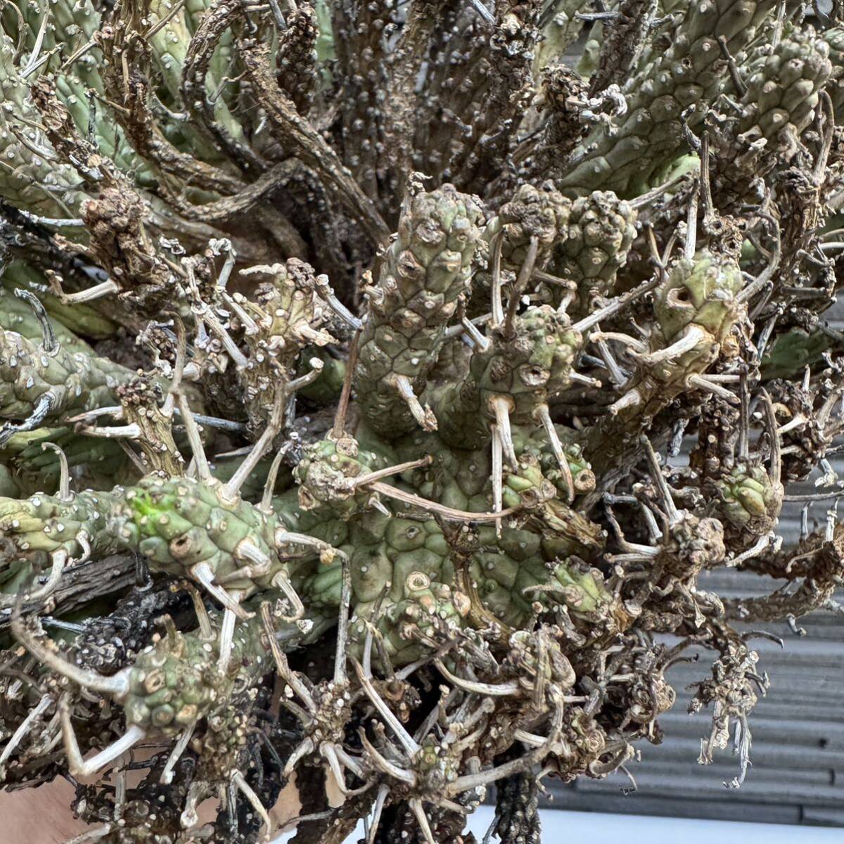 EF009 4頭ユーフォルビア・フスカ ベアルート株 タコもの塊根植物 の画像3
