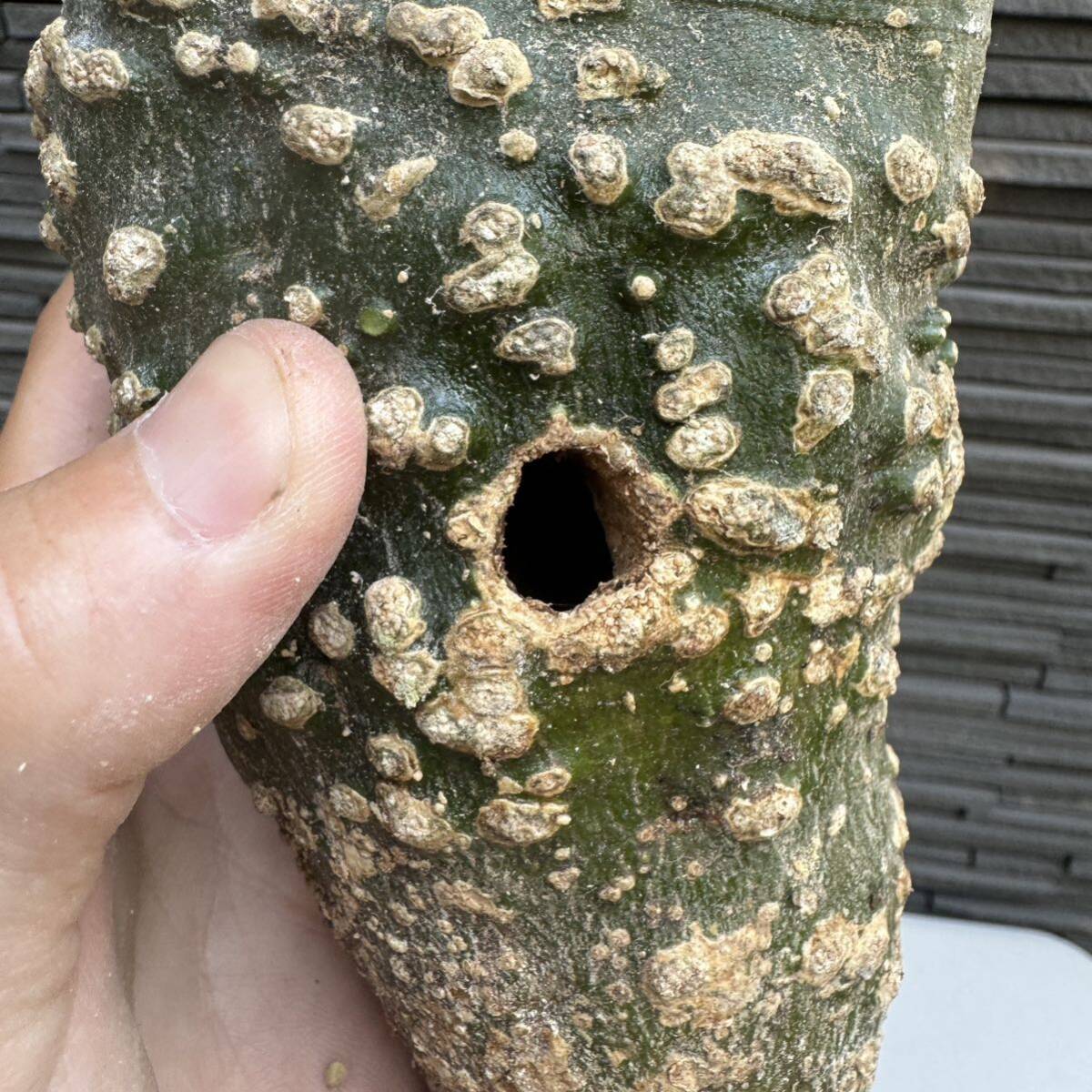 アデニア・グロボーサ ベアルート株 虫食い穴あり 塊根植物の画像4