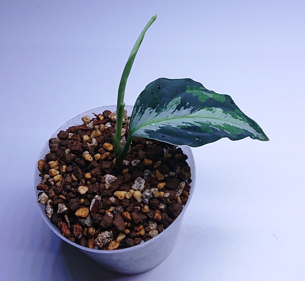 アグラオネマ ラプラス Aglaonema pictum Laplace UC Sibolga timur【AZ0213-5C】NO .Ａ _画像6