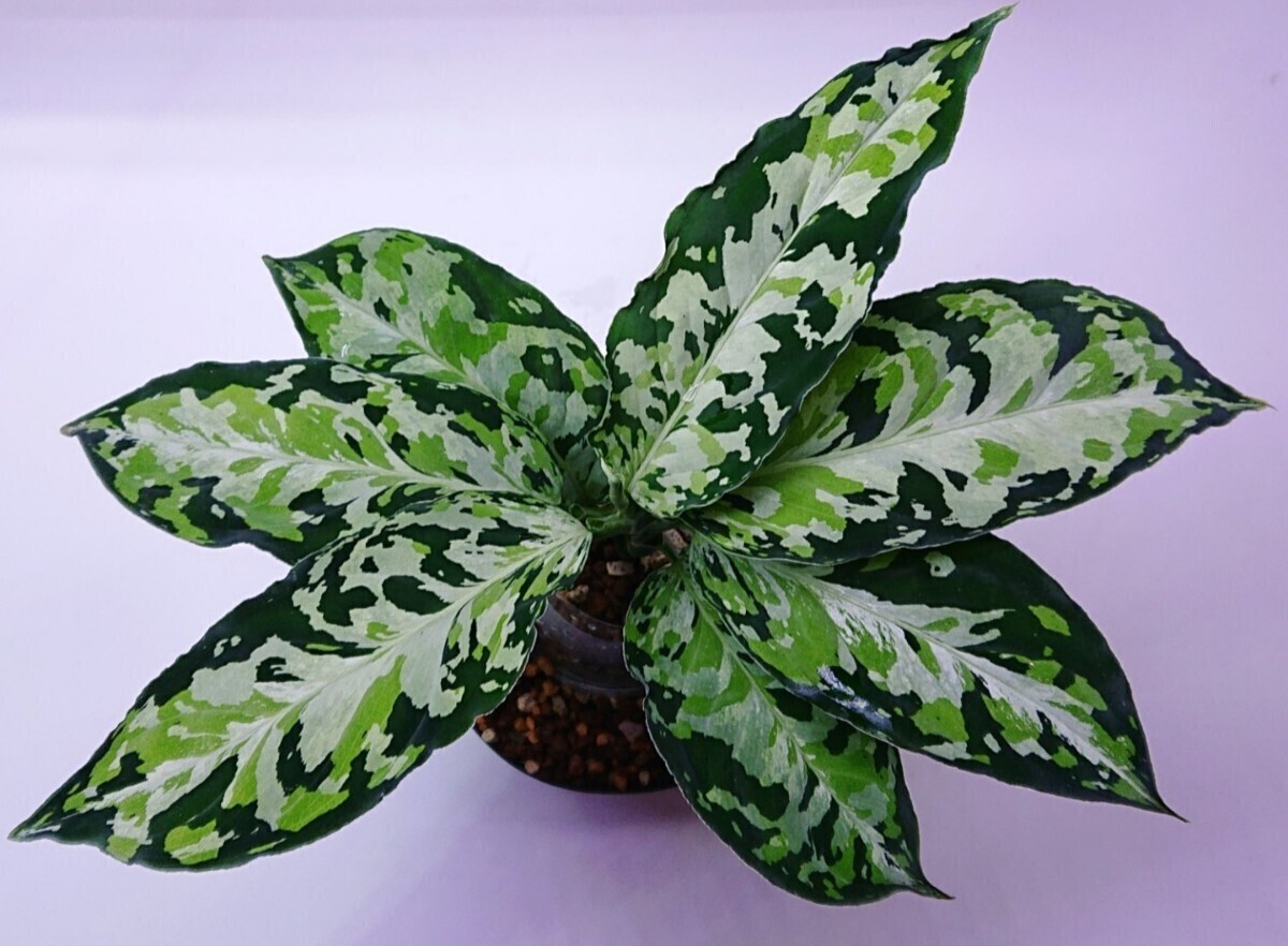 アグラオネマ ラプラス Aglaonema pictum Laplace UC Sibolga timur【AZ0213-5C】NO .３の画像1