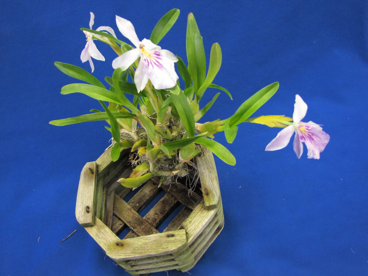 Milt.spectabilis Pinkの画像2