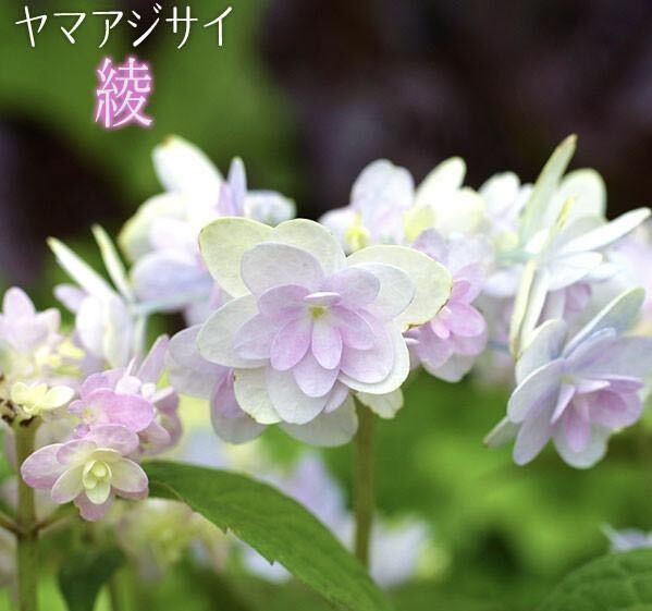 ヤマアジサイ 綾 花の苗 アジサイ 紫陽花 あじさいの画像1