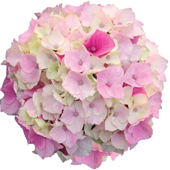 紫陽花　ピンク　マーブルソーダ　花の苗　アジサイ　ハイドランジア_画像1