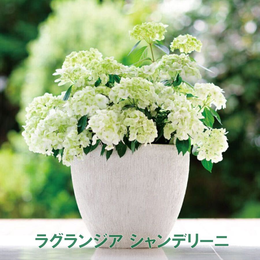 ラグランジア　シャンデリーニ　花の苗_画像1