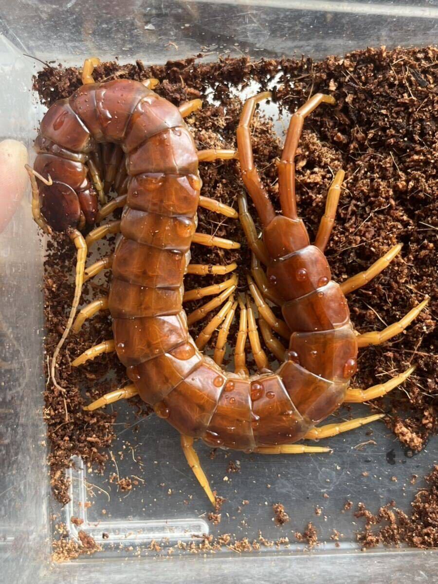 ゴートキラーセンチピード Scolopendra sp.Hispaniola Giant(Goat killer!) 全長20cm程 ムカデタランチュラサソリカマキリマンティスサソリ_画像2