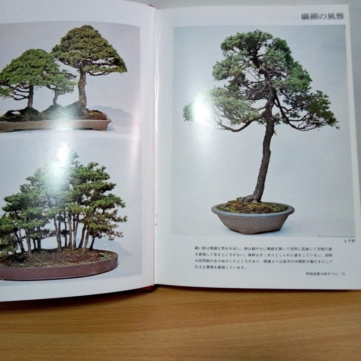 松柏盆栽　仕立て方と観賞　松の本　盆栽の本