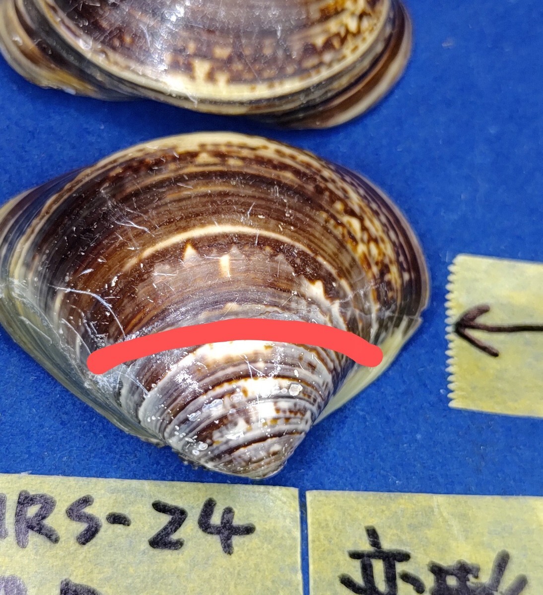 蛤 YMRS−24-0506-1 変形 珍品 48.5mm　　江戸前　ハマグリ　貝殻　標本　材料_画像10