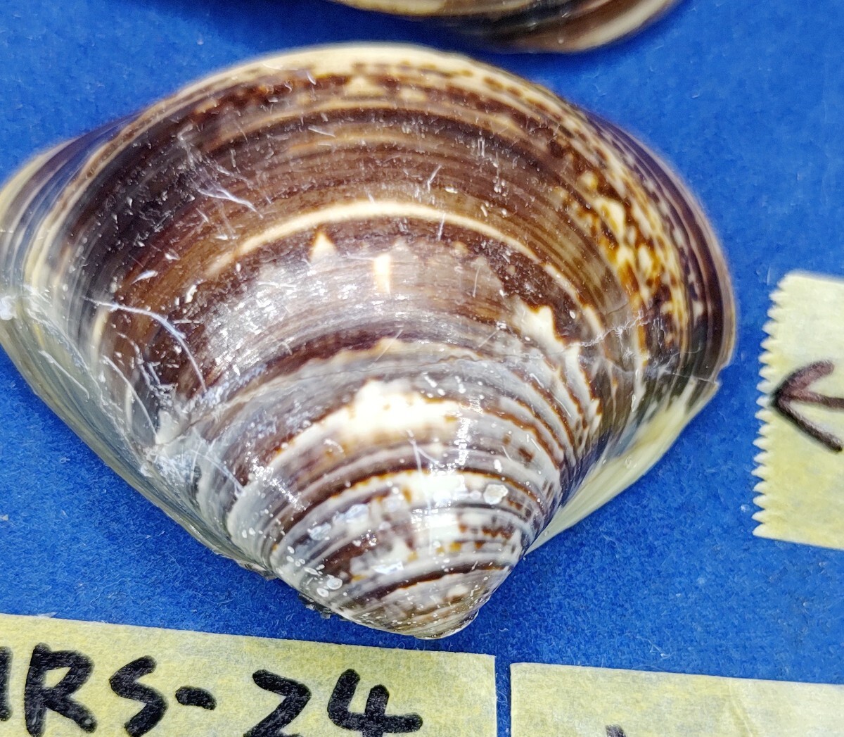 蛤 YMRS−24-0506-1 変形 珍品 48.5mm　　江戸前　ハマグリ　貝殻　標本　材料_画像9