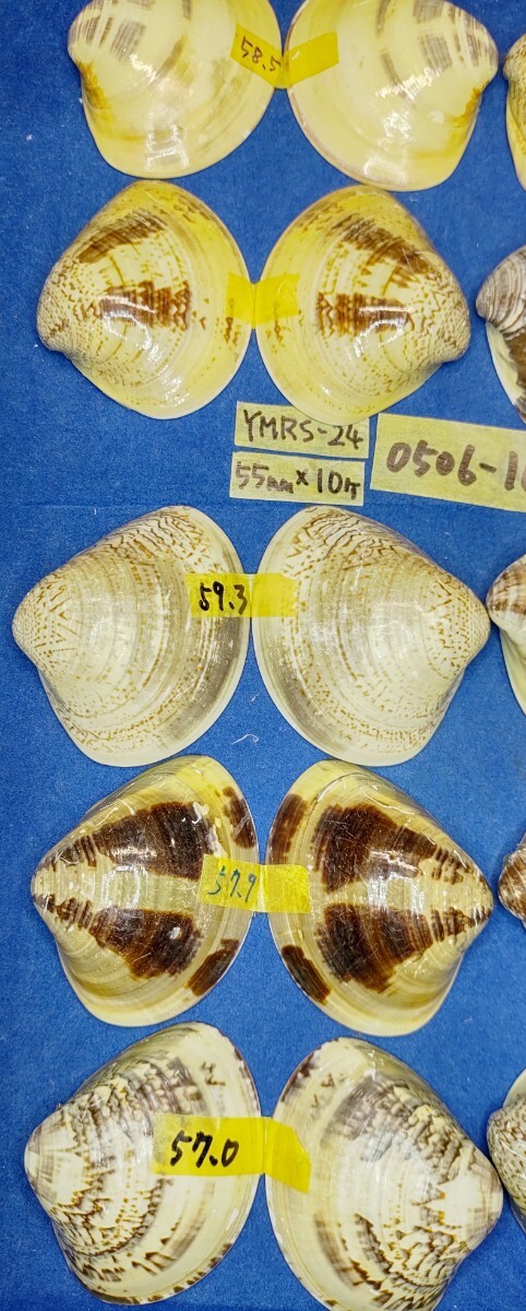 蛤 YMRS−24-0506-10　55mm×10個 綺麗な模様　　江戸前　ハマグリ　貝殻　標本　材料_画像8