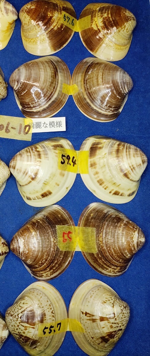 蛤 YMRS−24-0506-10　55mm×10個 綺麗な模様　　江戸前　ハマグリ　貝殻　標本　材料_画像9