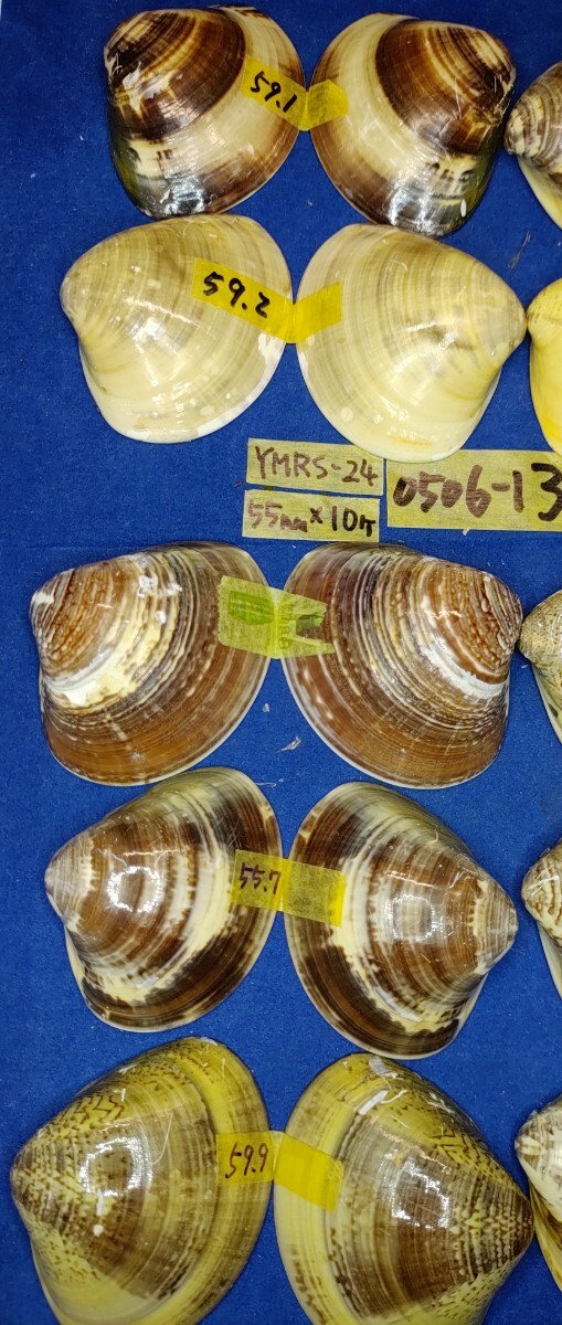 蛤 YMRS−24-0506-13　55mm×10個 綺麗な模様　　江戸前　ハマグリ　貝殻　標本　材料_画像8