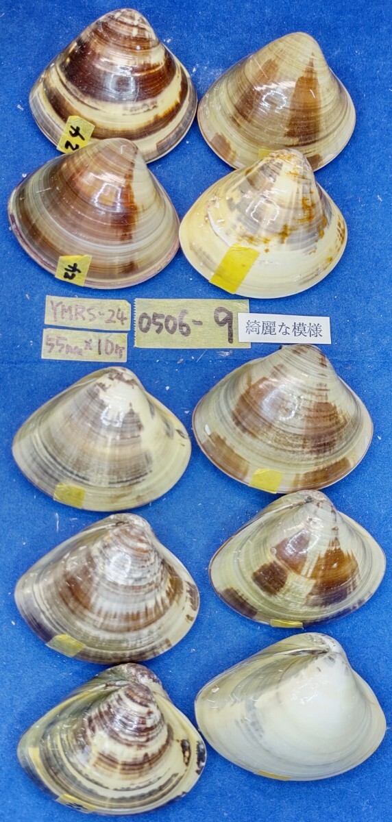 蛤 YMRS−24-0506-9　55mm×10個 綺麗な模様　　江戸前　ハマグリ　貝殻　標本　材料_画像1