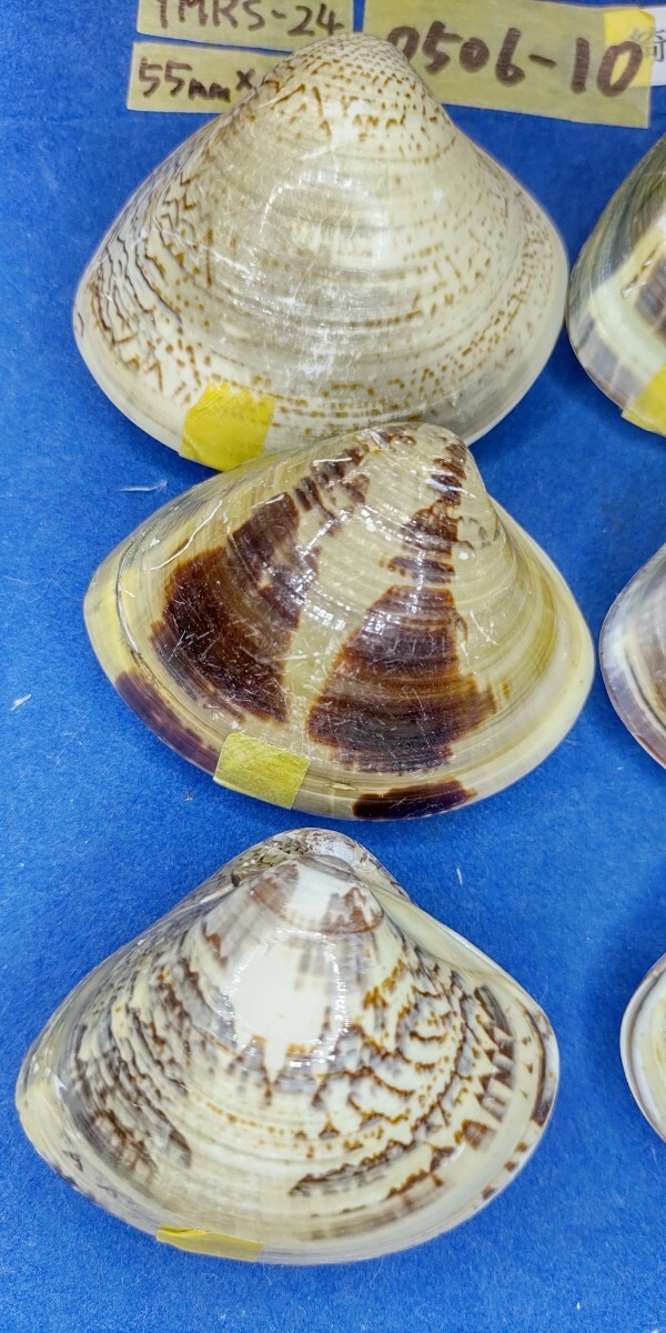 蛤 YMRS−24-0506-10　55mm×10個 綺麗な模様　　江戸前　ハマグリ　貝殻　標本　材料_画像2