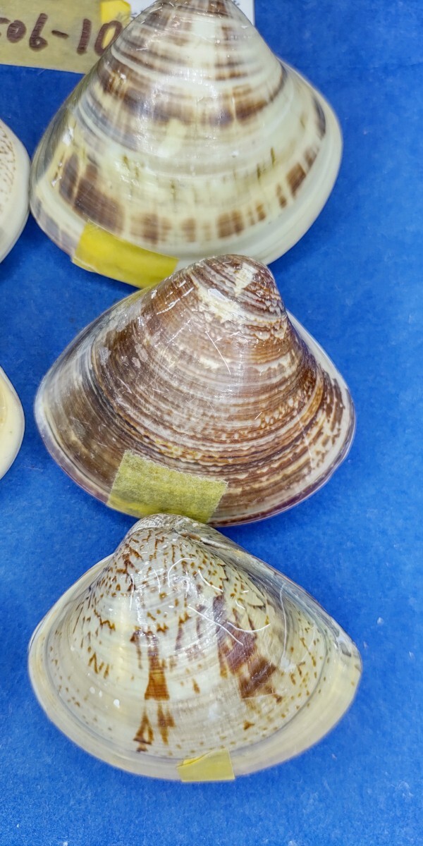 蛤 YMRS−24-0506-10　55mm×10個 綺麗な模様　　江戸前　ハマグリ　貝殻　標本　材料_画像3