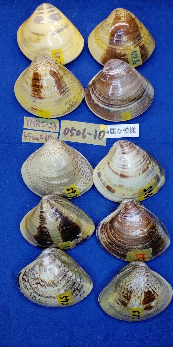 蛤 YMRS−24-0506-10　55mm×10個 綺麗な模様　　江戸前　ハマグリ　貝殻　標本　材料_画像6