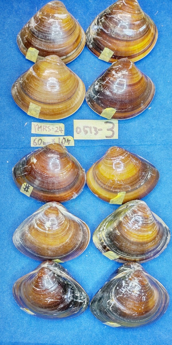 蛤 YMRS−24-0513-3　60mm×10個 　　江戸前　ハマグリ　貝殻　標本　材料_画像1
