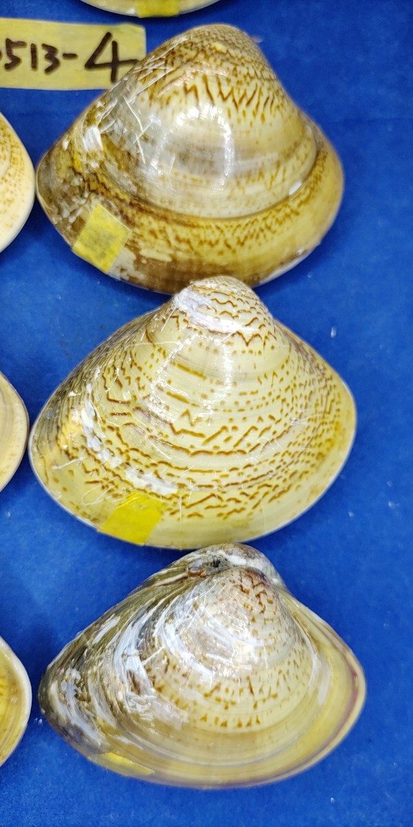 蛤 YMRS−24-0513-4　60mm×10個 　　江戸前　ハマグリ　貝殻　標本　材料_画像3