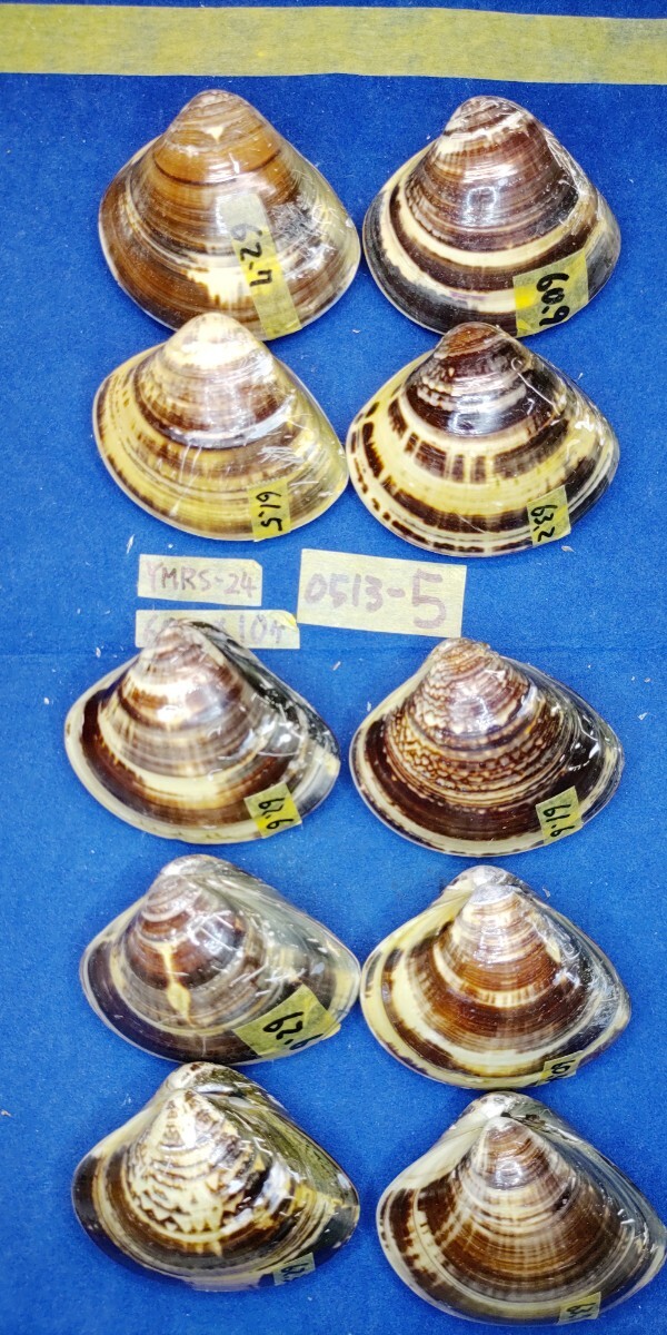 蛤 YMRS−24-0513-5　60mm×10個 　　江戸前　ハマグリ　貝殻　標本　材料_画像6