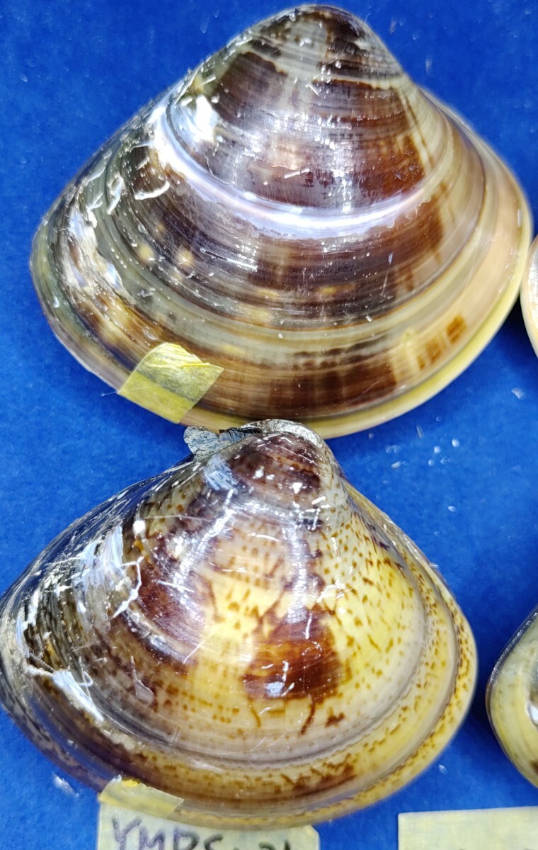 蛤 YMRS−24-0513-6　60mm×10個 　　江戸前　ハマグリ　貝殻　標本　材料_画像4
