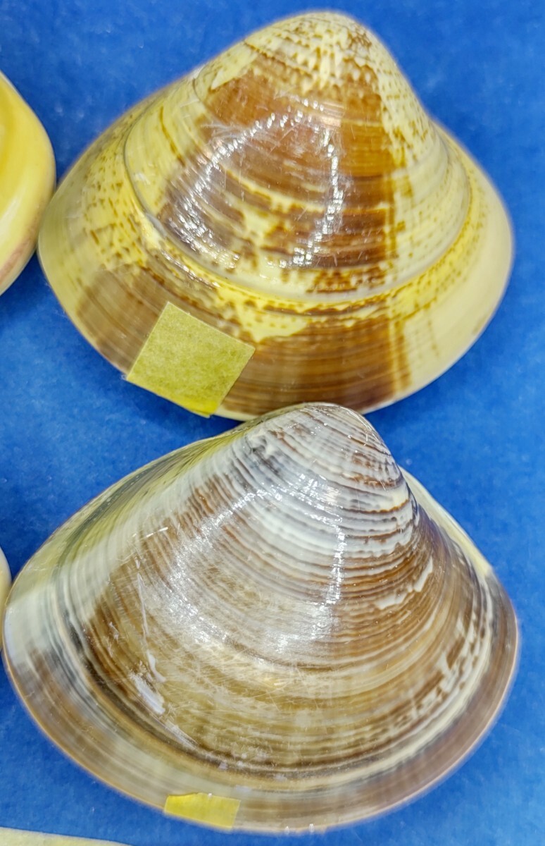 蛤 YMRS−24-0506-10　55mm×10個 綺麗な模様　　江戸前　ハマグリ　貝殻　標本　材料_画像5