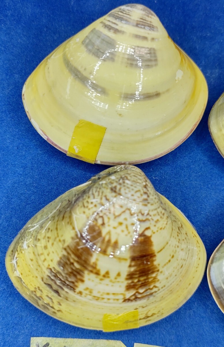 蛤 YMRS−24-0506-10　55mm×10個 綺麗な模様　　江戸前　ハマグリ　貝殻　標本　材料_画像4